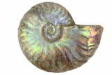 2 1/4" Silver Iridescent Ammonite Fossils - Photo 3